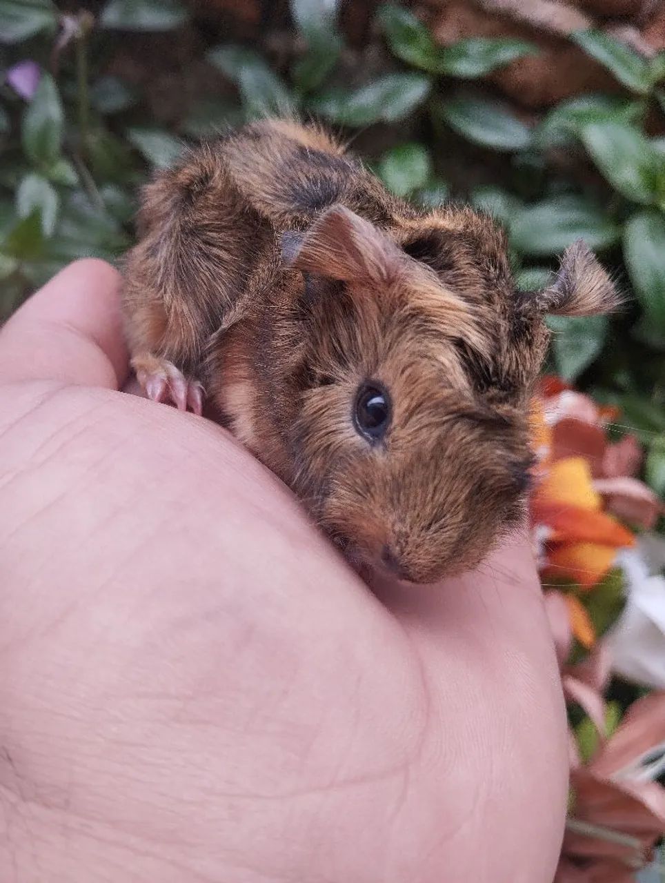 Filhote de Porquinho-da-Índia angorá 