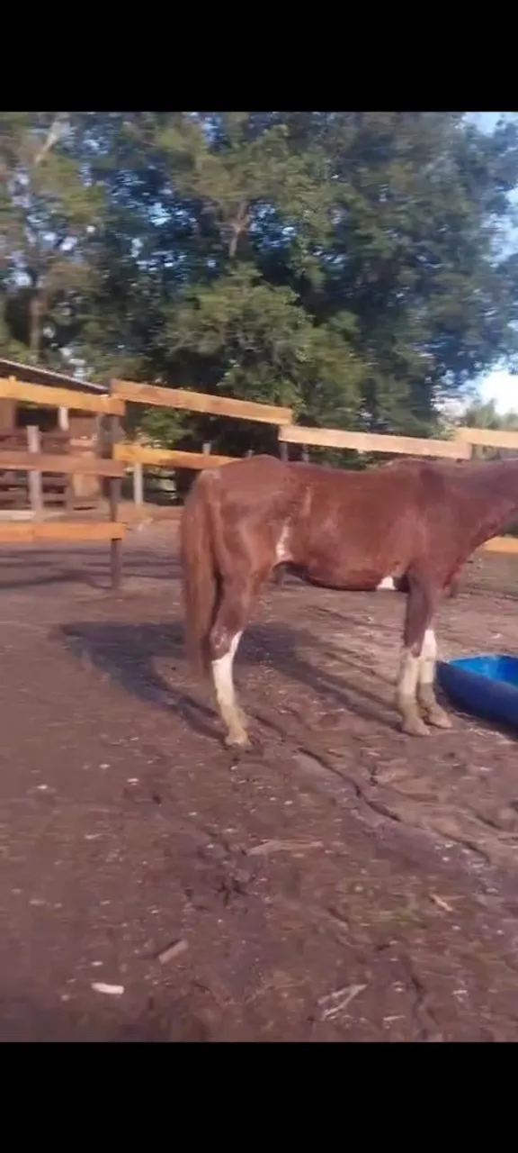 Cavalo Manso 