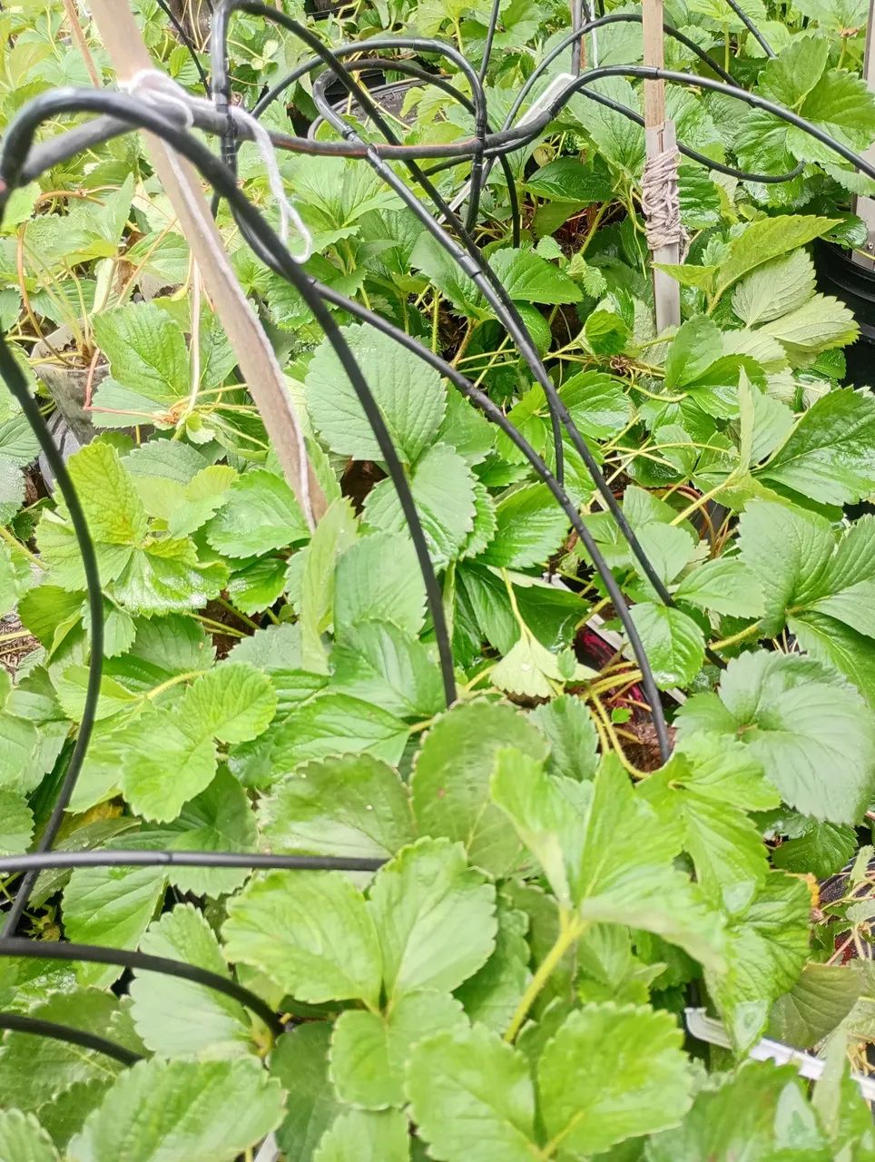 Venda de mudas de morango! - Foto 2