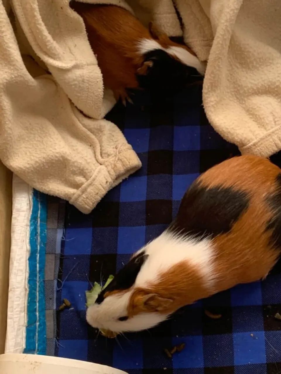 Casal PORQUINHO DA INDIA ( DOAÇÃO ) - Foto 2