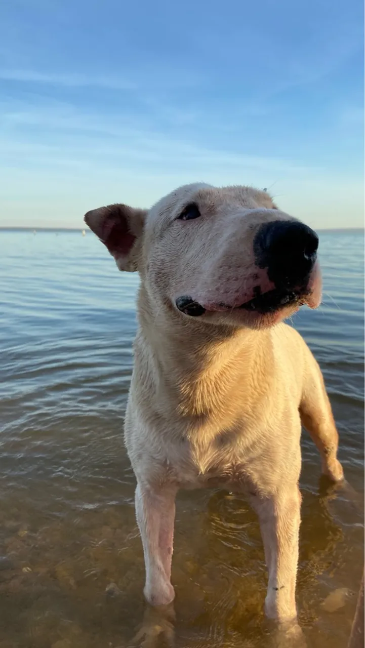 Bull Terrier Inglês - Cruzamento