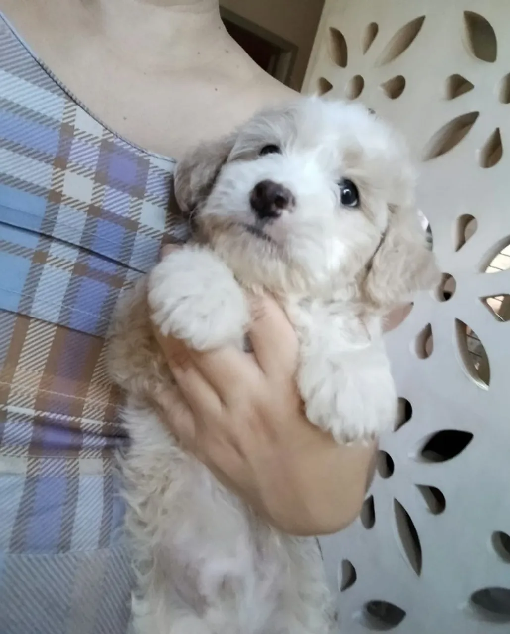 Filhotes de Poodles adoráveis