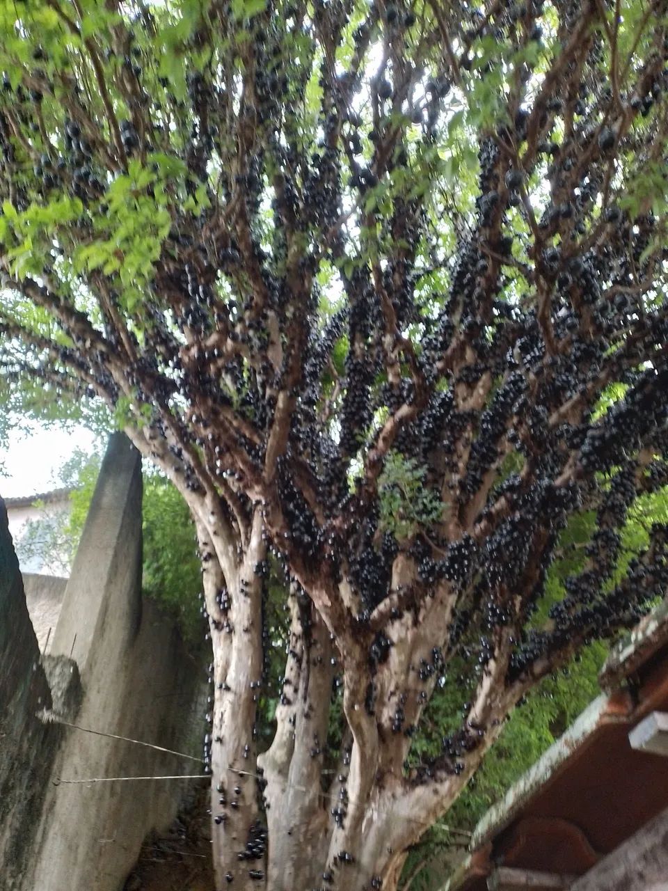  Jabuticaba - Produzindo Frutos - Foto 3