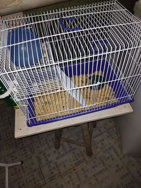 Estou vendendo gaiol com Rato Twister vai ter - Foto 2