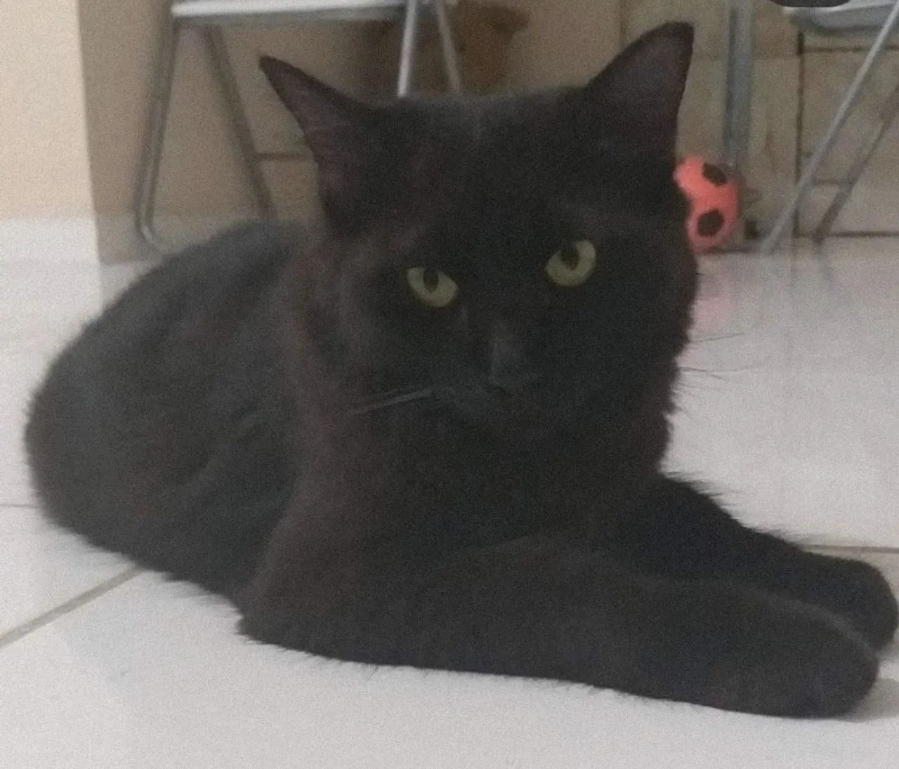 Gata preta linda para adoção - Foto 3