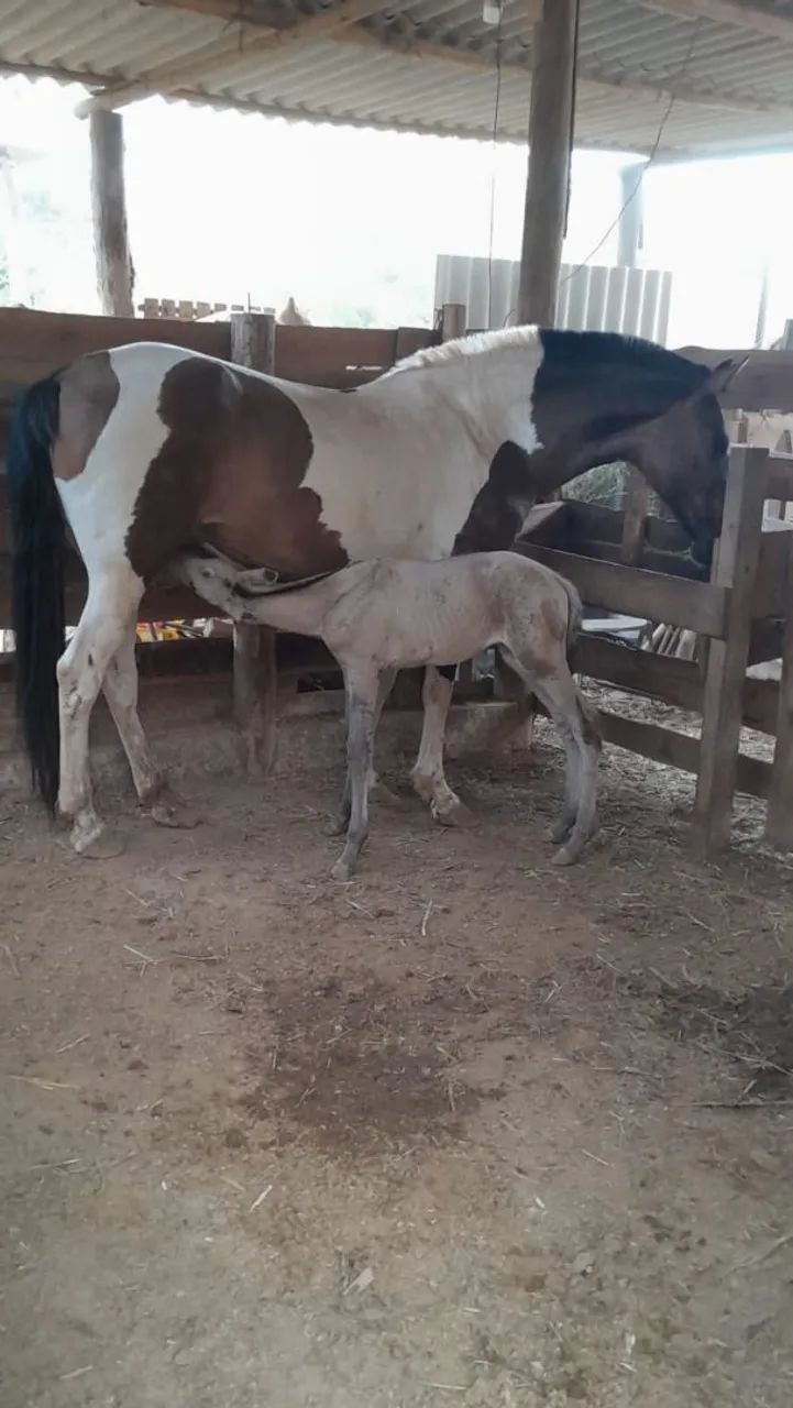 Égua campolina ( marcha picada) - Foto 2