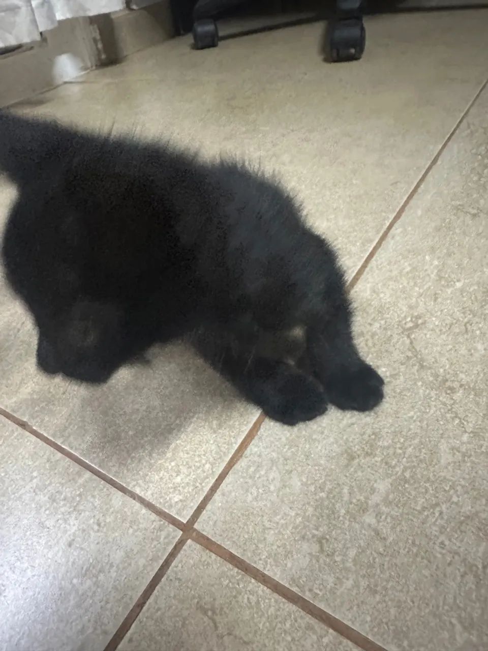 gatinhos a procura de um lar  - Foto 2