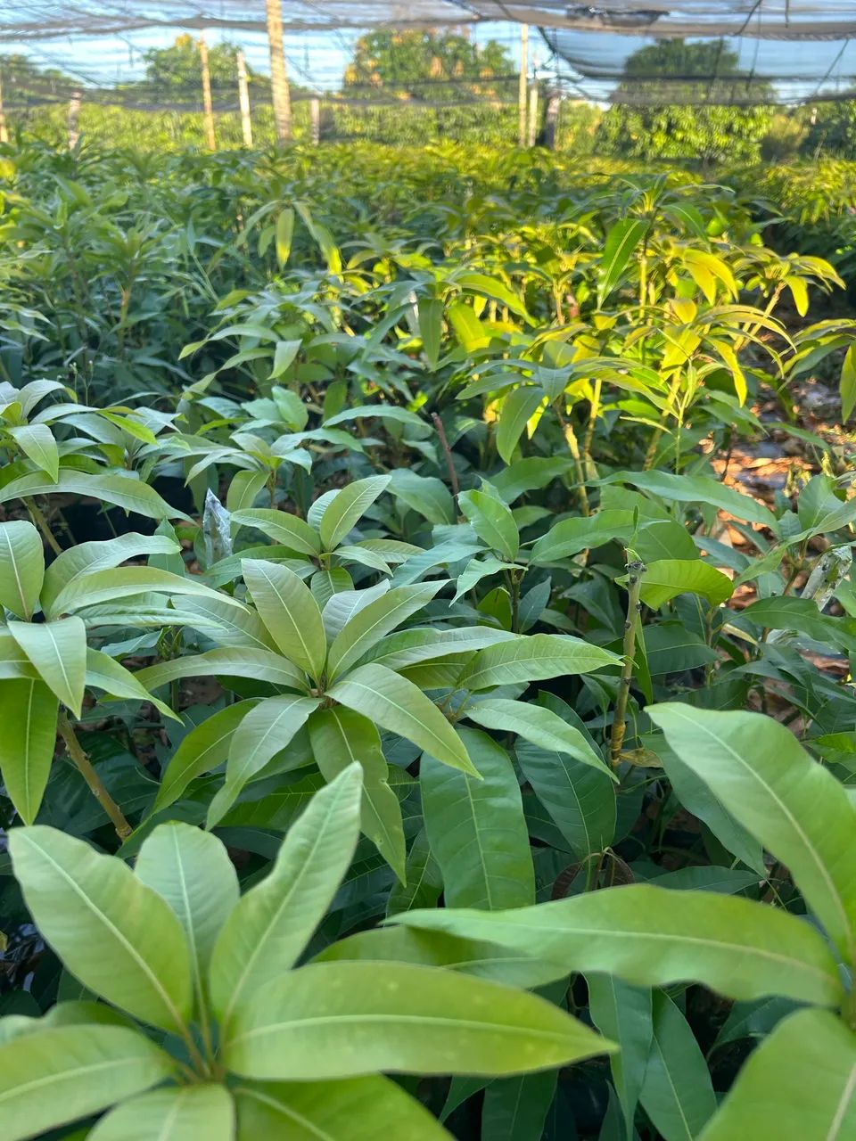 Mudas de manga - Foto 3