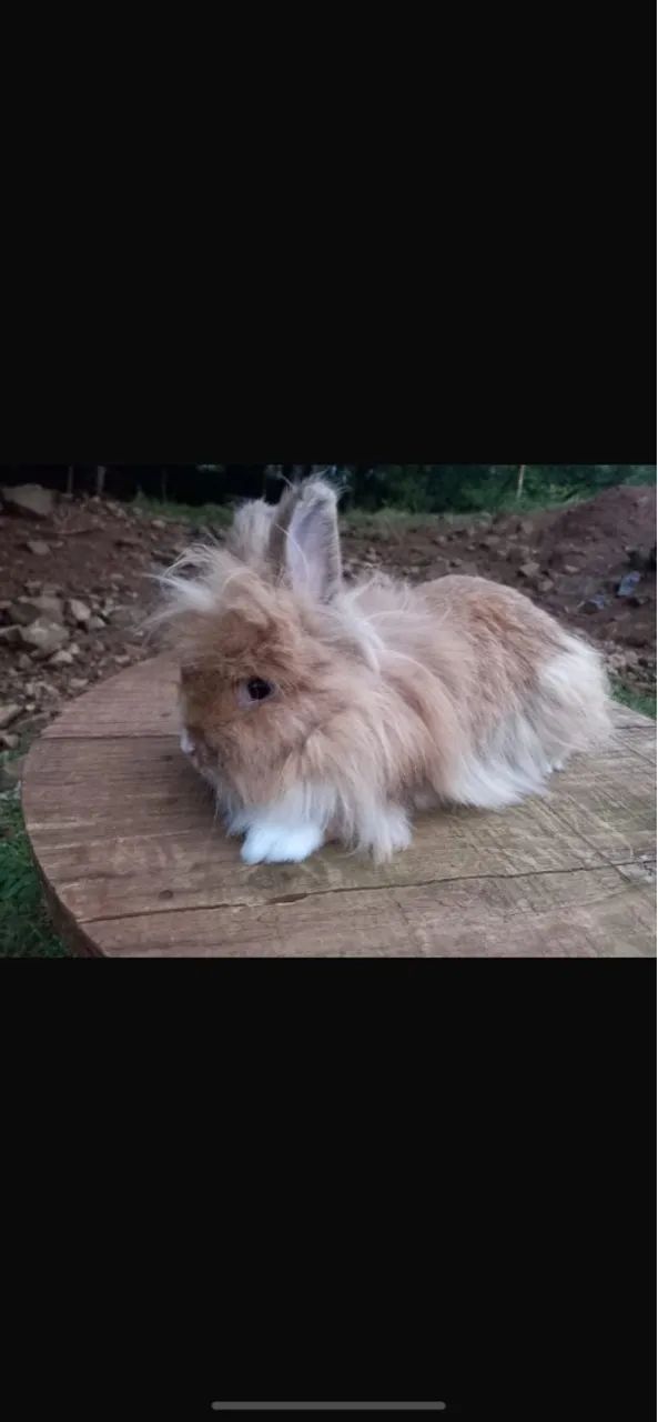 Mini lion Femea / mini coelho macho 