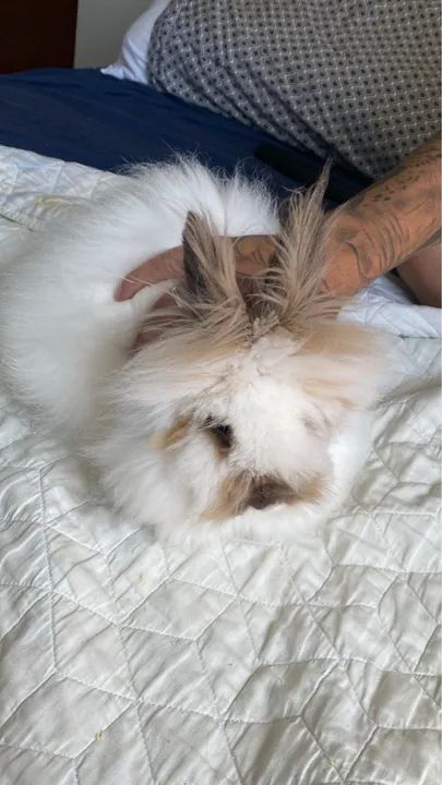 Doando coelho Sansão  - Foto 4