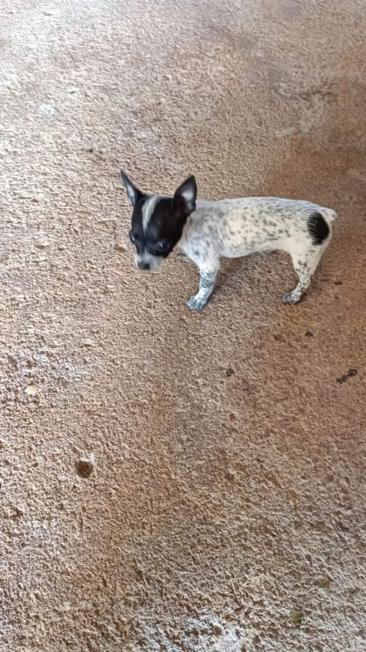 Pinscher zerinho
