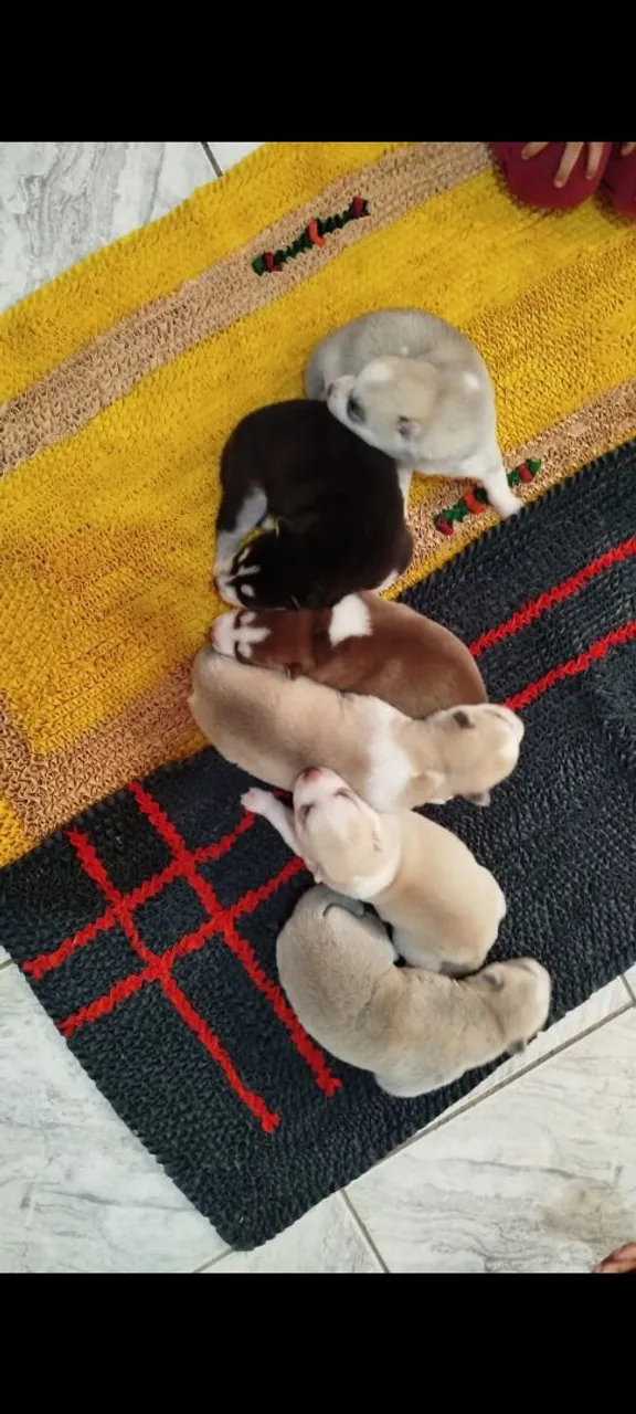 Filhotes de Husky Siberiano, 1,200 a fêmea e 900 o macho.