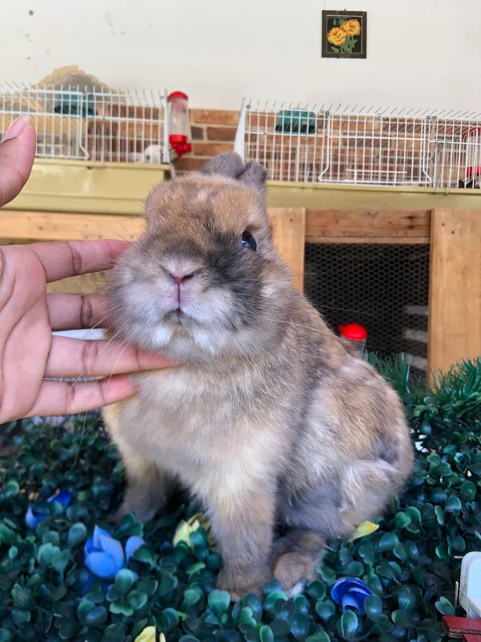 Doação - coelho anão da raça netherland dwarf macho - doação  - Foto 4