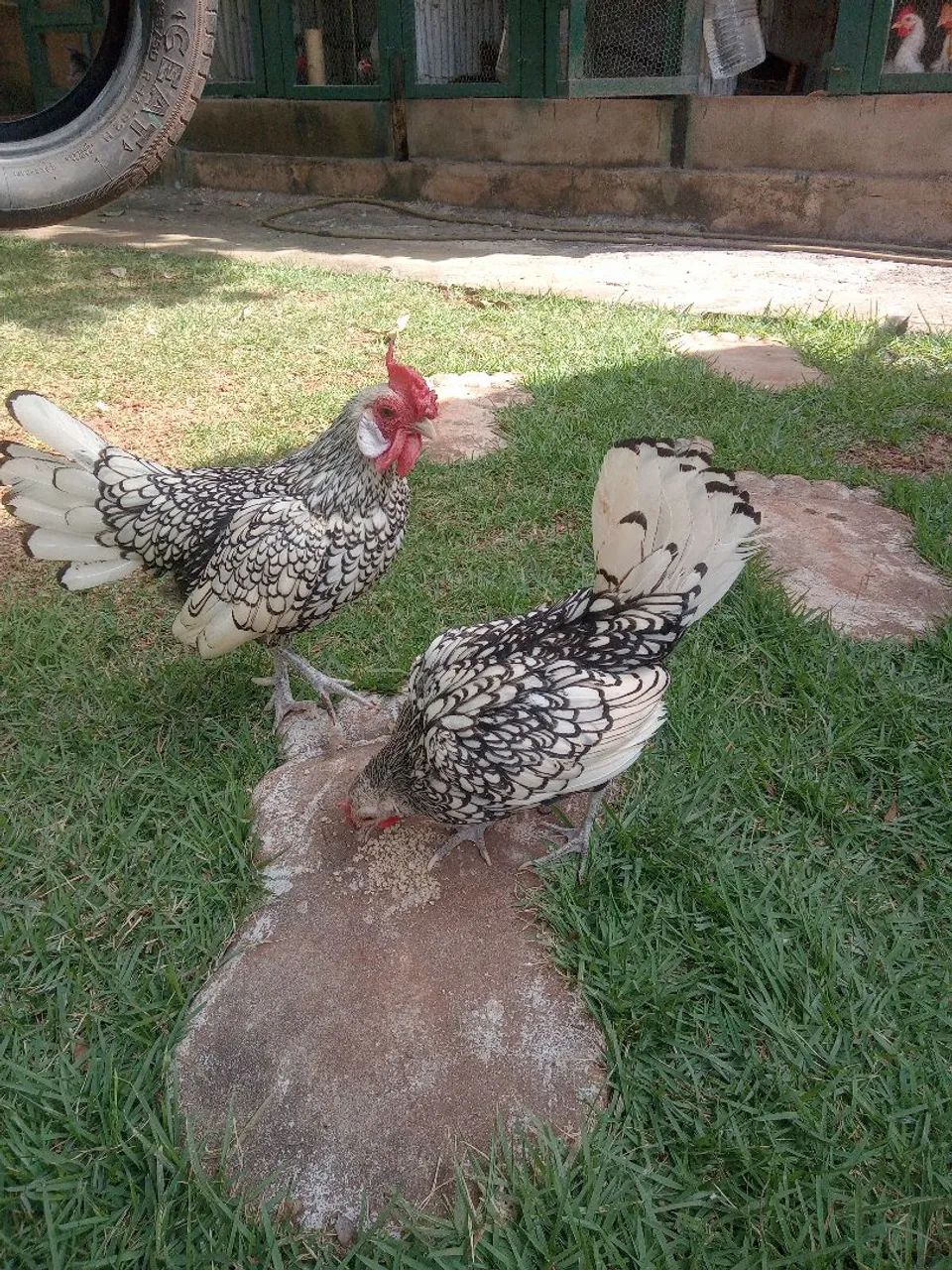 Galinhas ornamentais sebrayt  - Foto 3