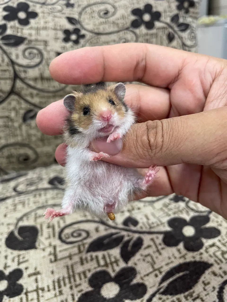 Hamster sírio filhotes - Foto 5