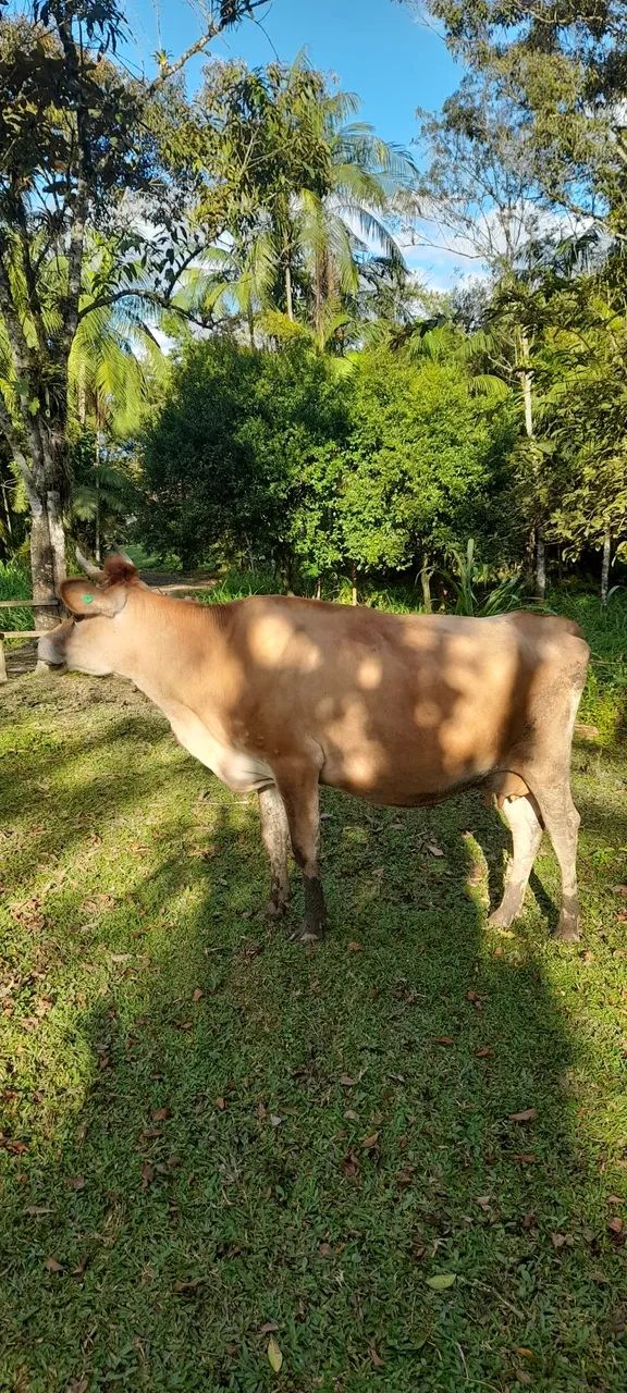 Vaca gersei para Criação - Foto 4