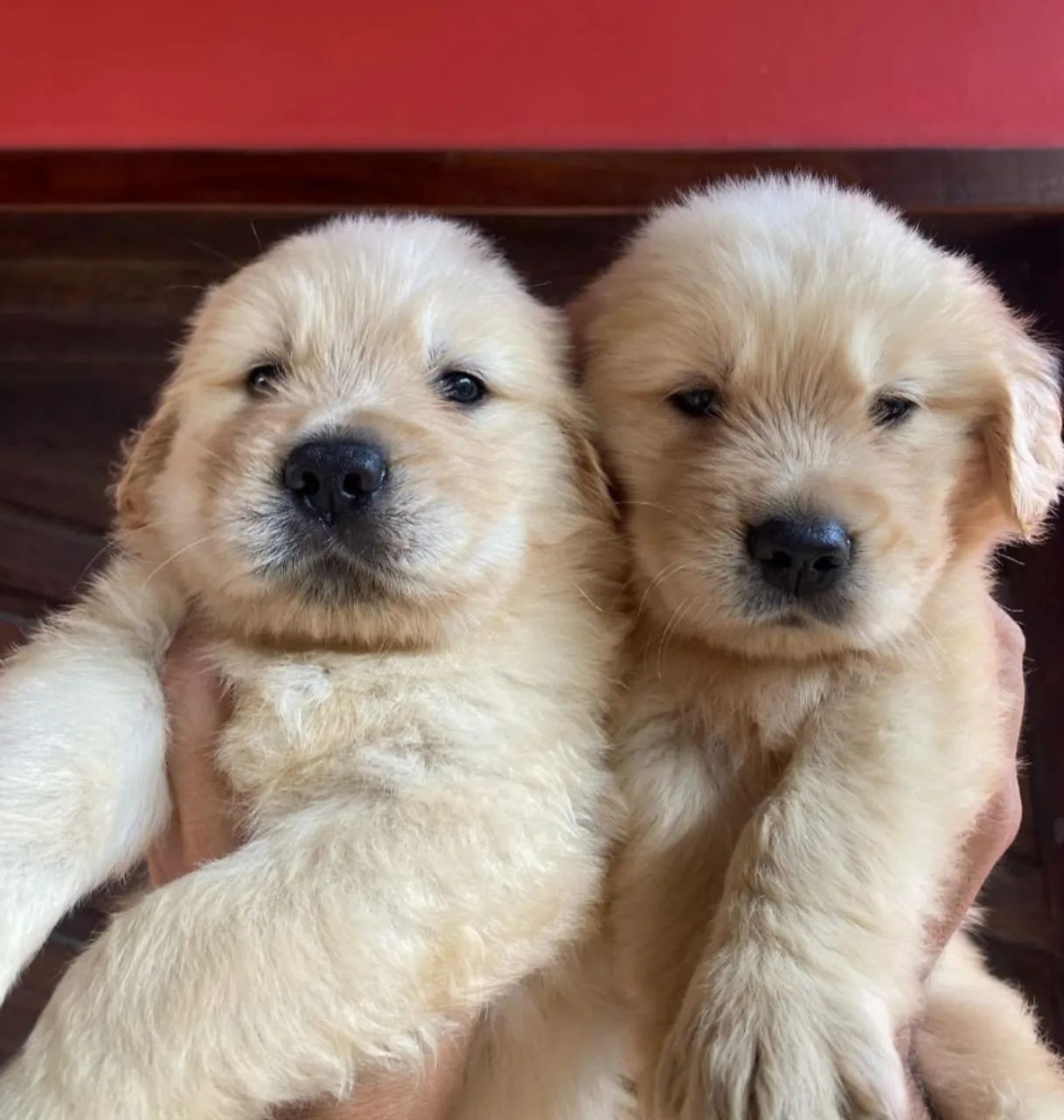  filhotes Golden Retriever