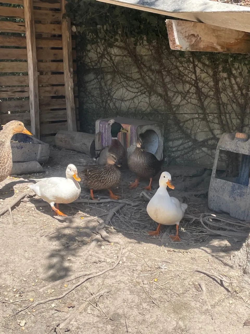 MINI MARRECOS COOL - Foto 4