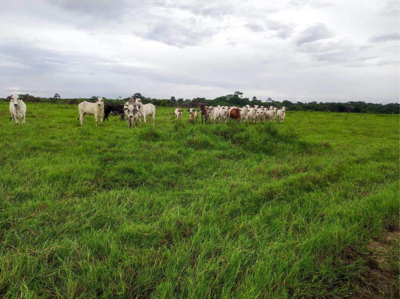 FAZENDA EM SANTA MARIA/PA - Foto 2