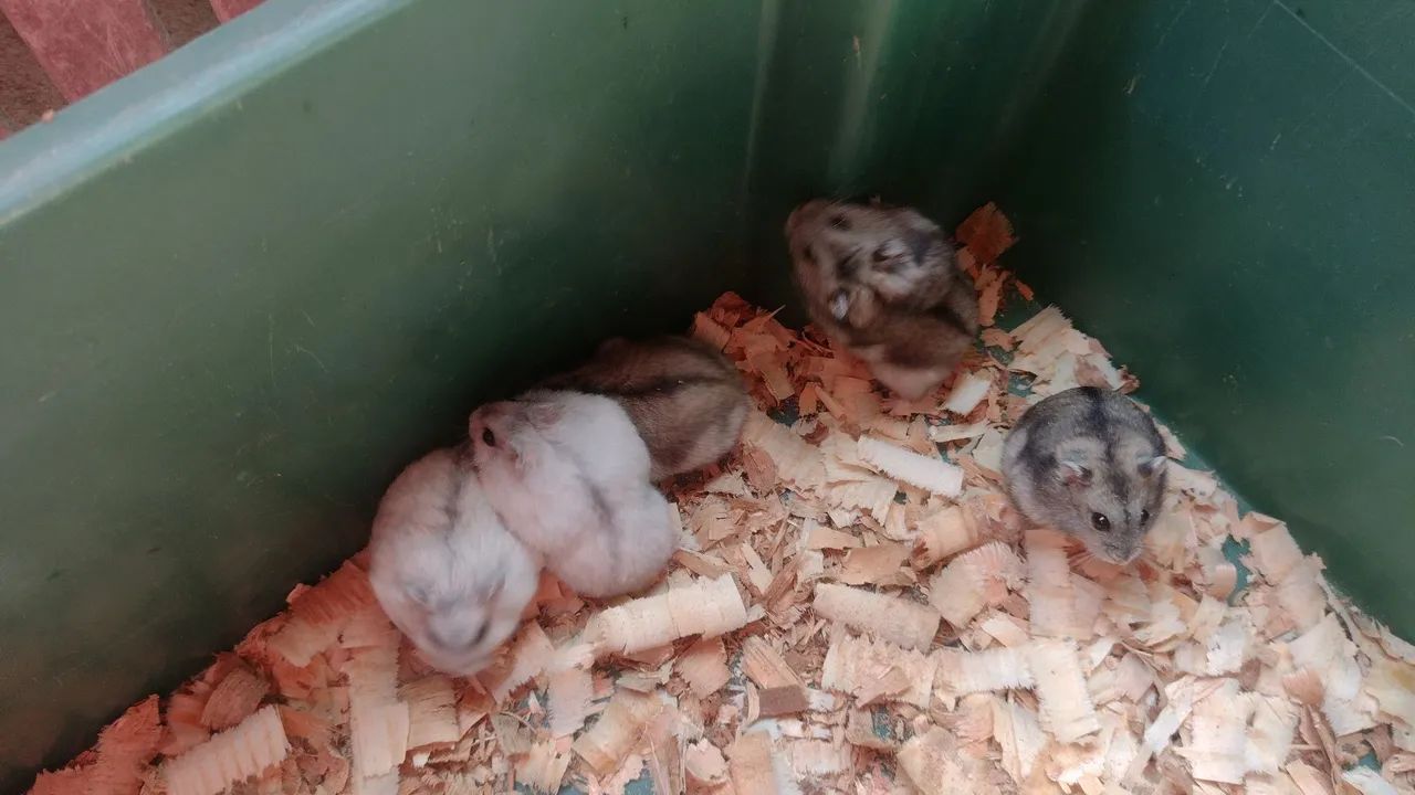 Hamster anão  - Foto 2