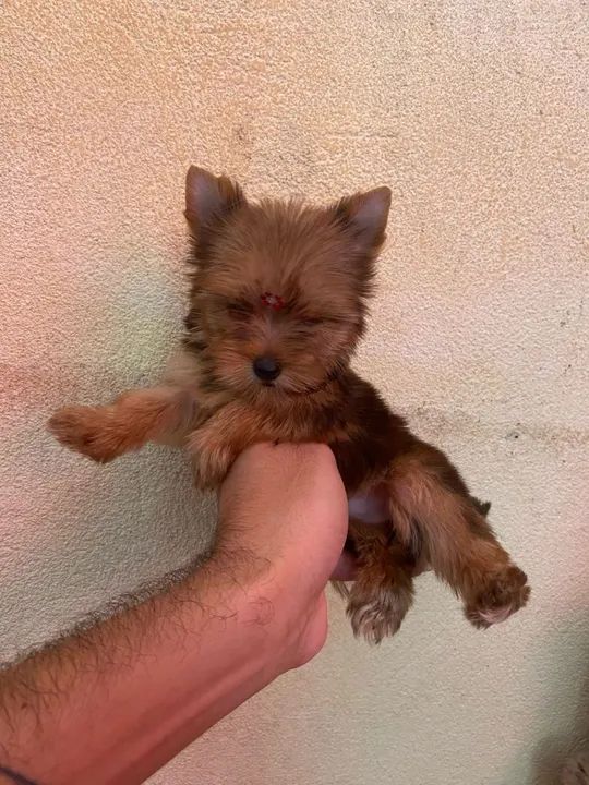 Yorkshire Terrier filhote