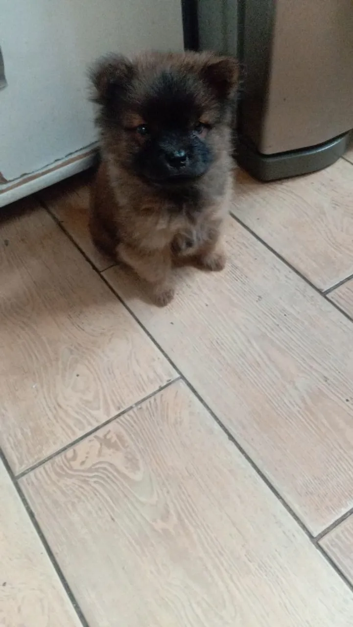 Filhote de Chow-Chow