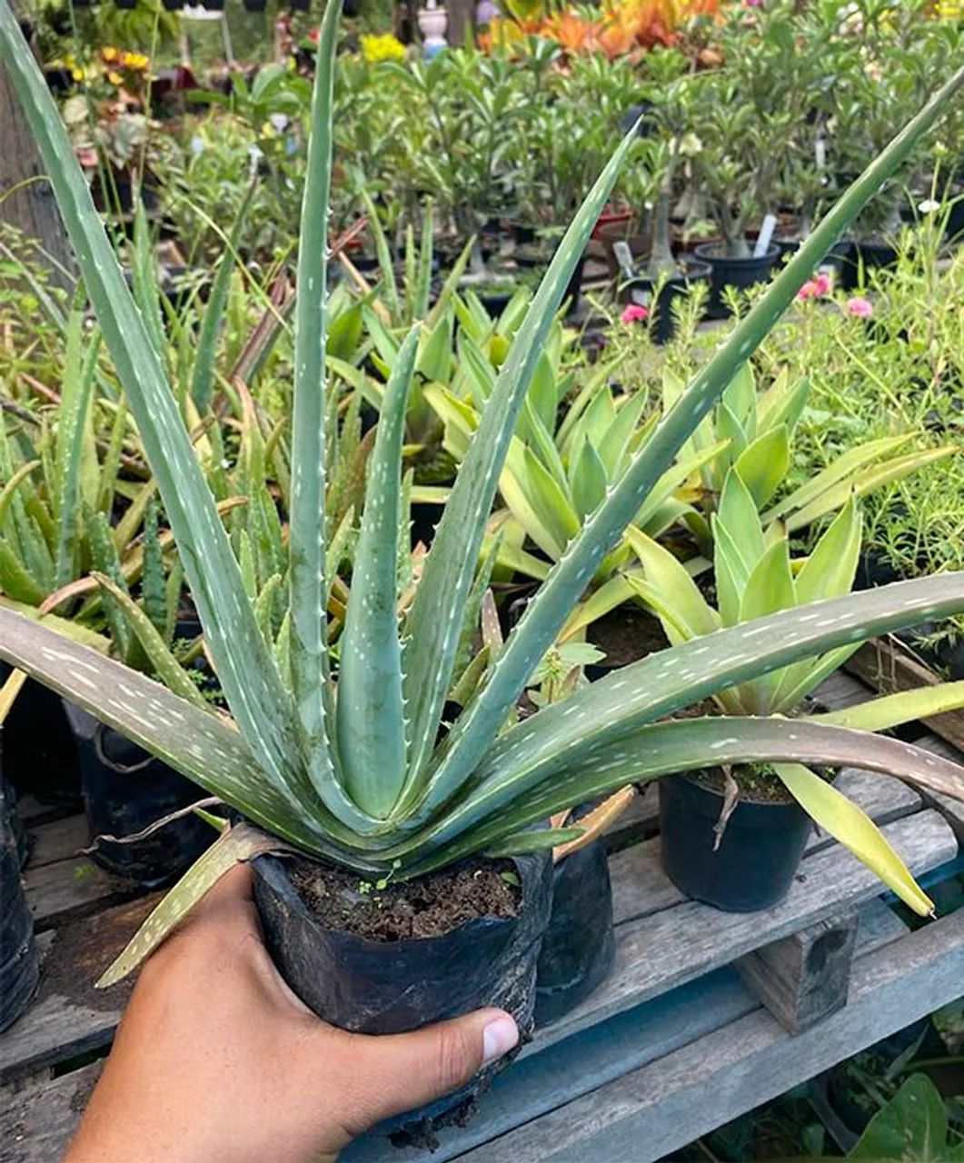 Babosa Aloe Vera Original planta com inúmeros benefícios vaso já grande! - Foto 2