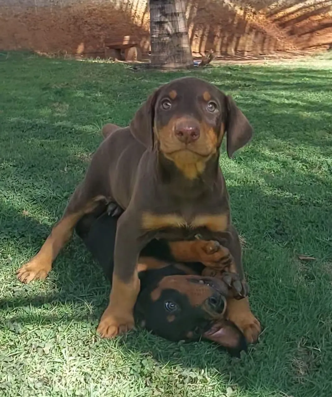 Disponível filhote de Doberman