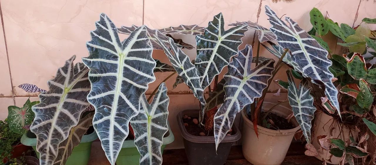 Planta ornamental 