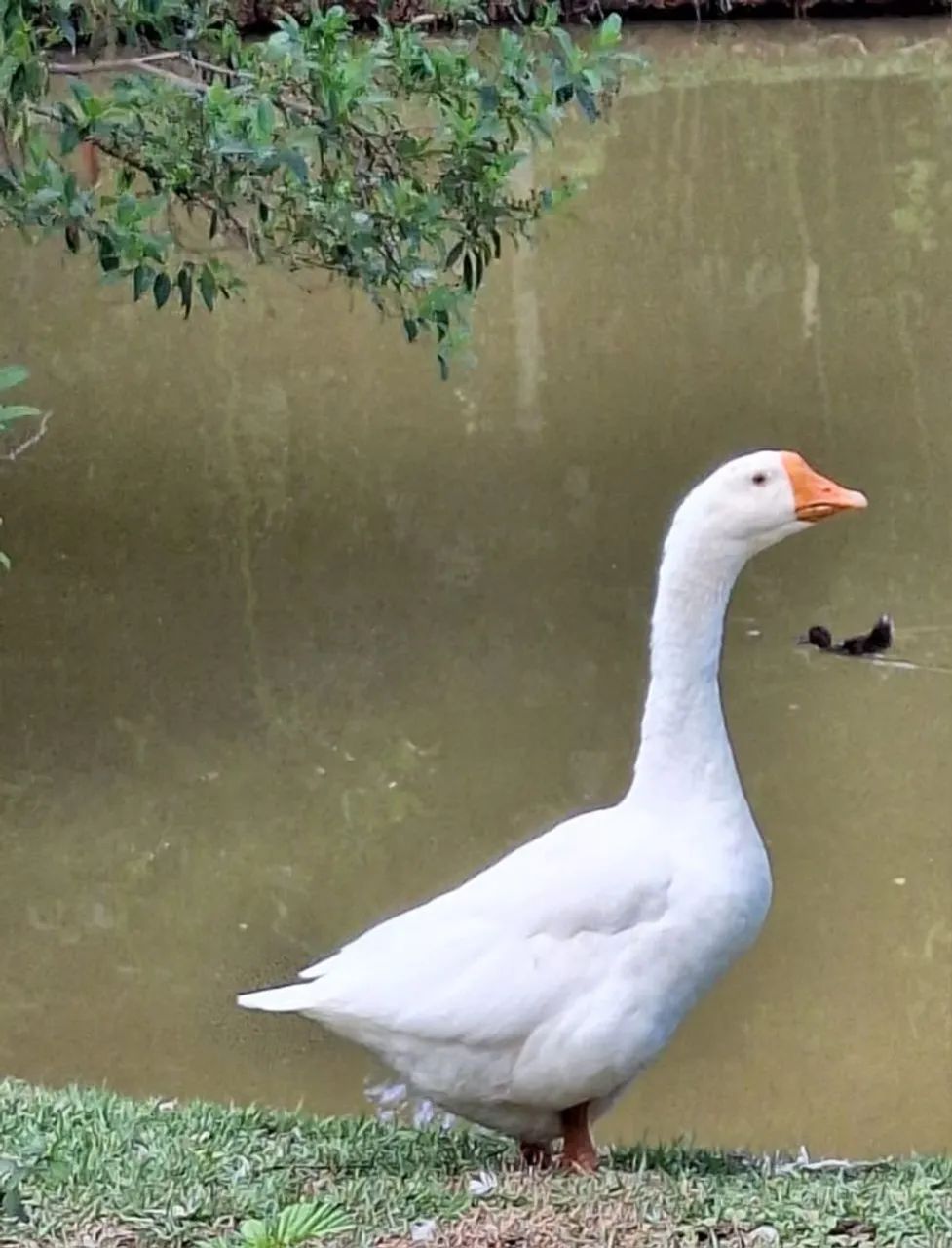 Vendo Gansa
