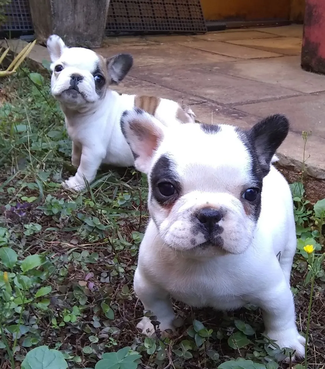 Bulldog Francês : Qualidade ( Puros)