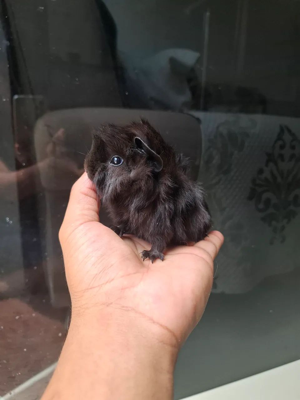 Porquinho da india  - Foto 5