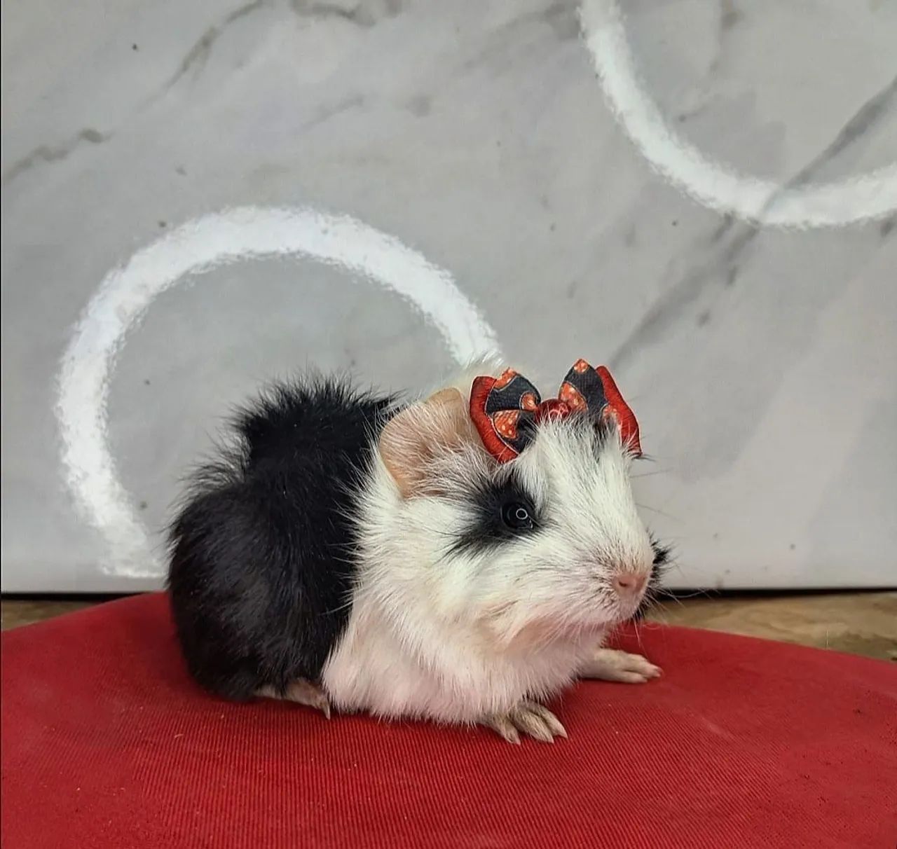 Porquinho da india - Foto 3