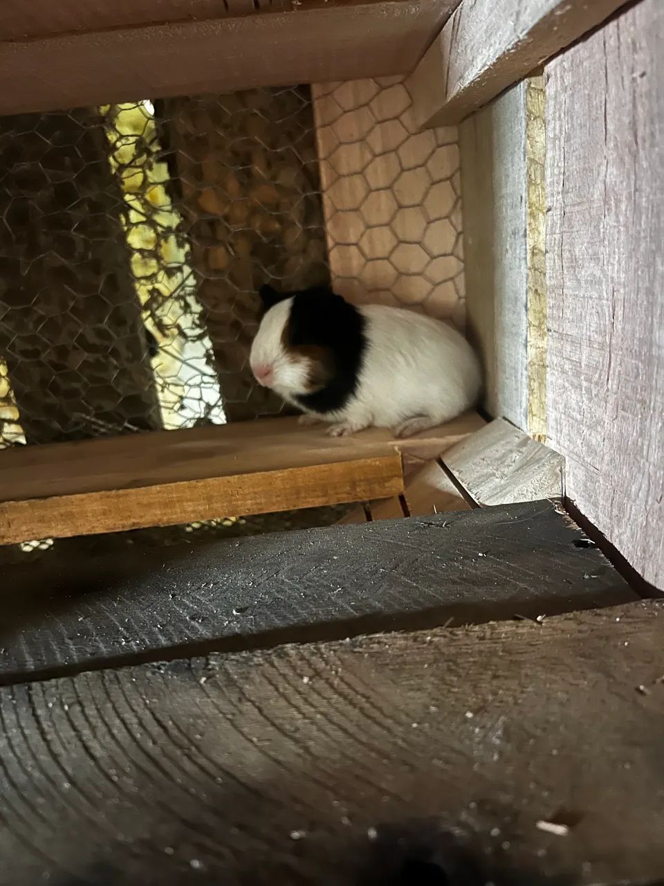 Porquinho da índia  - Foto 5