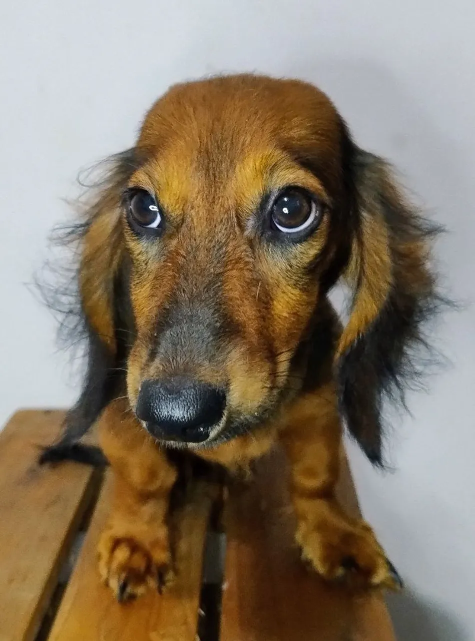 Filhote de Dachshund (Teckel) Salsichinha MACHO