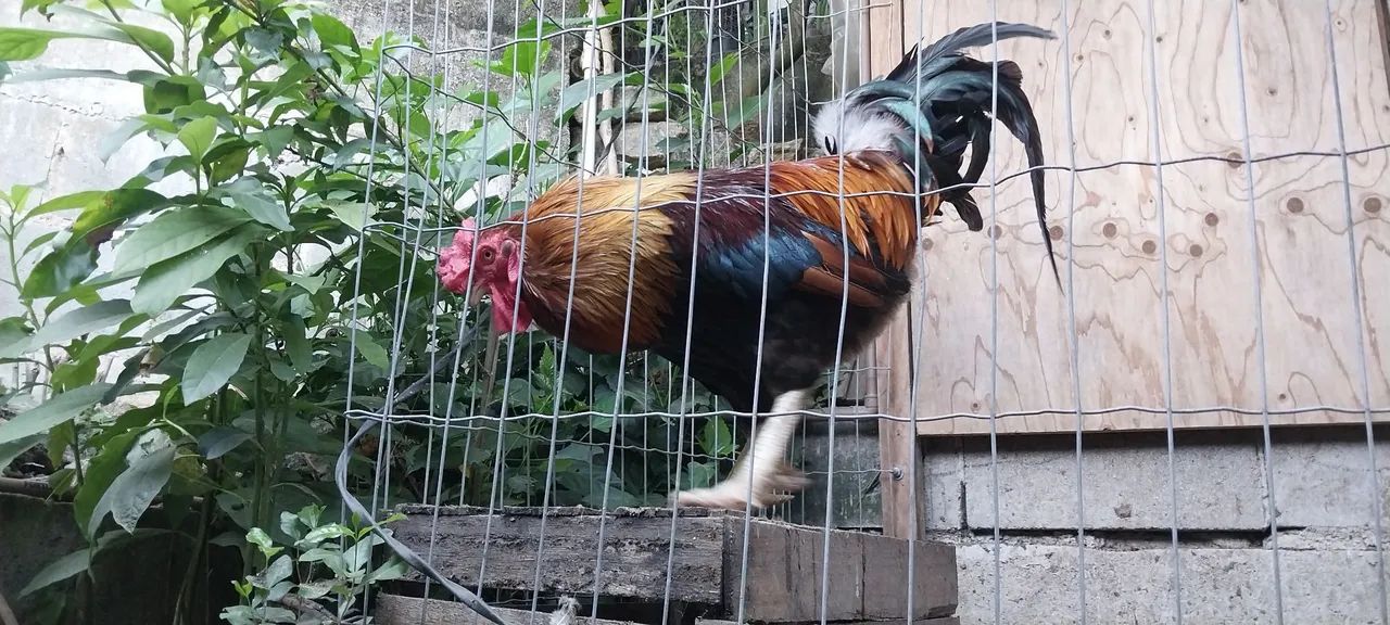 Vendo lindo galo - Foto 3