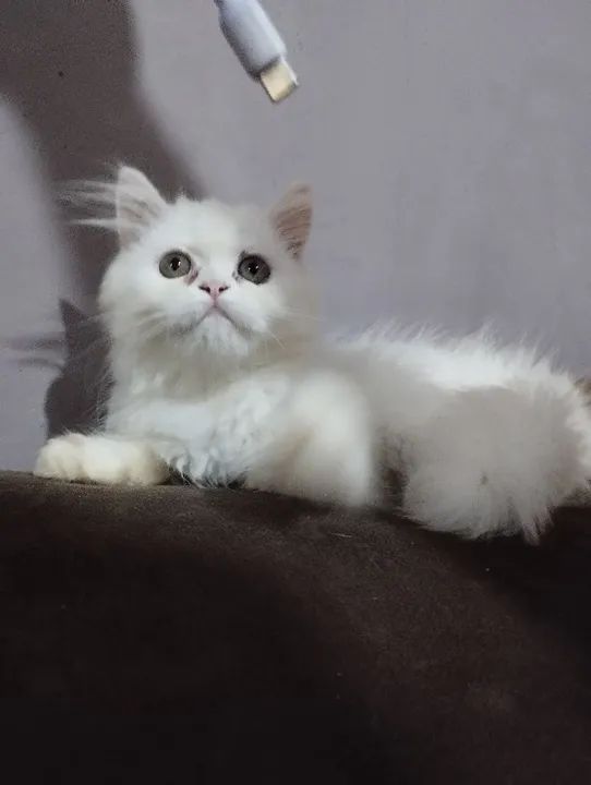 Filhote persa fêmea branca. Cinza exótica fêmea amarelo exótico macho.