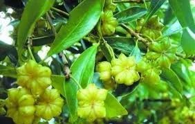 Muda de Anis Estrelado (Illicium Verum)