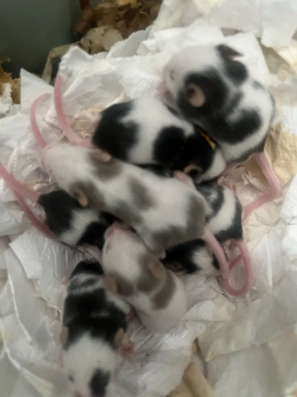 Hamster Topolino  - Foto 5