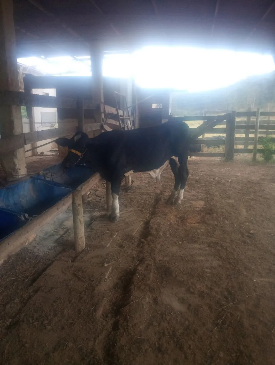 Bezerro girolando