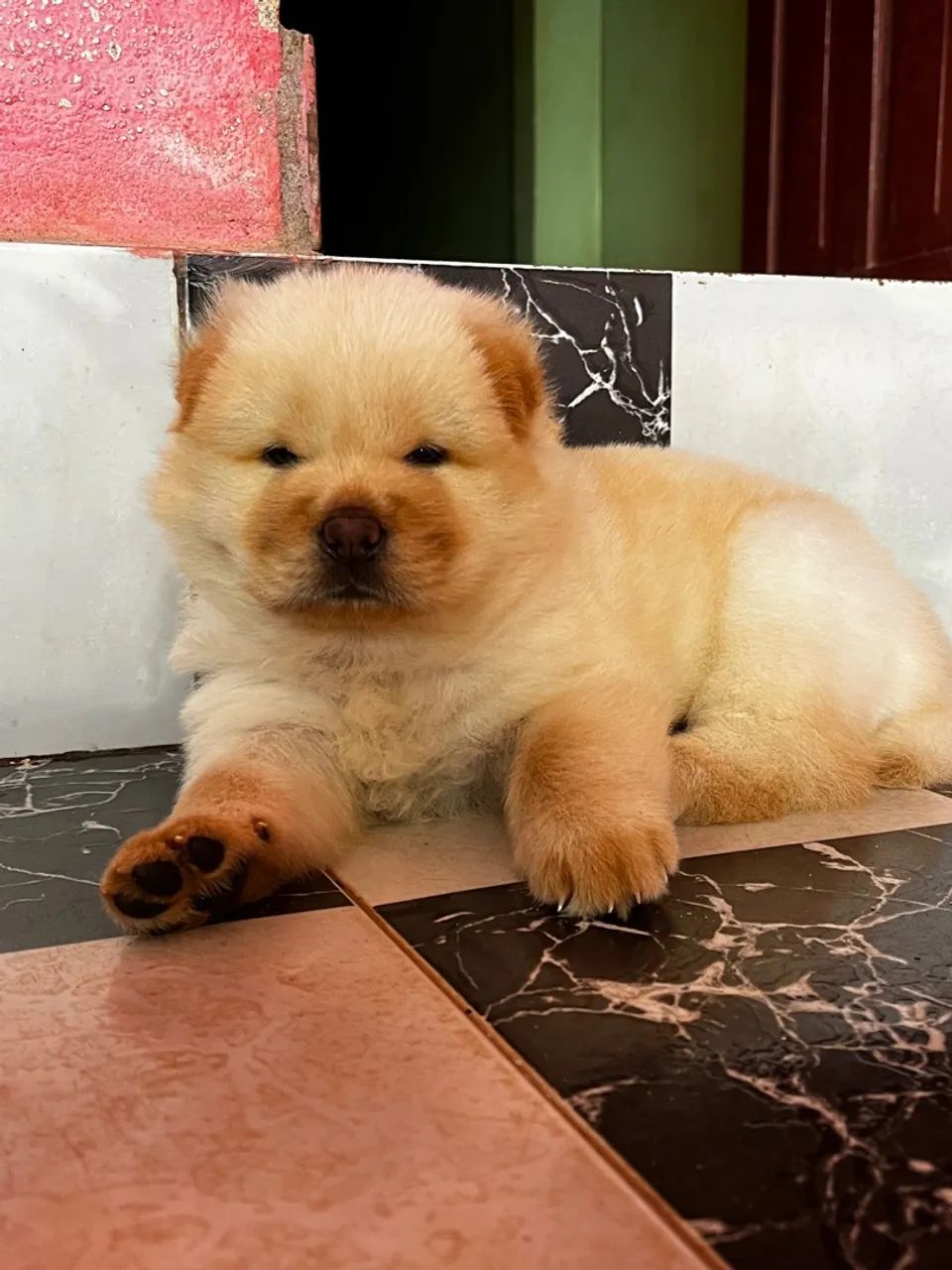 Filhote de Chow-Chow: Fofura e Companhia! Macho 
