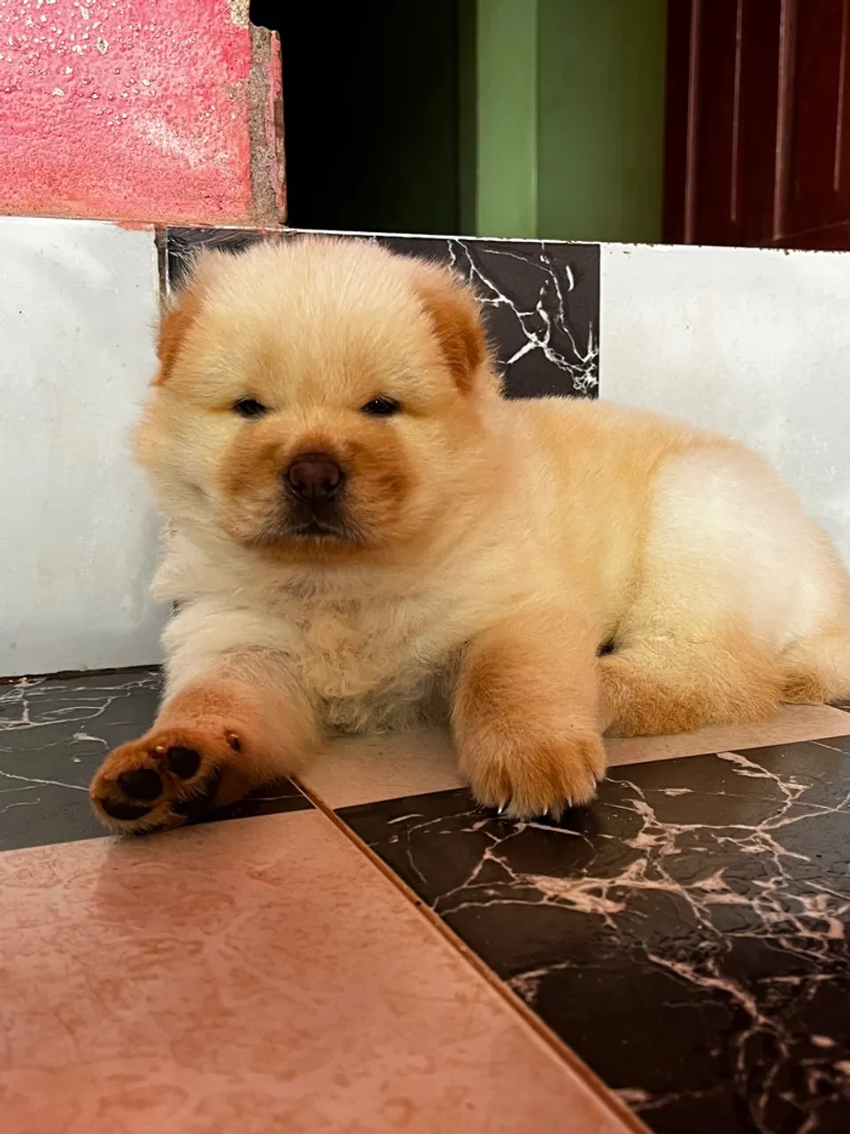 Filhote de Chow-Chow: Fofura e Companhia! Macho 