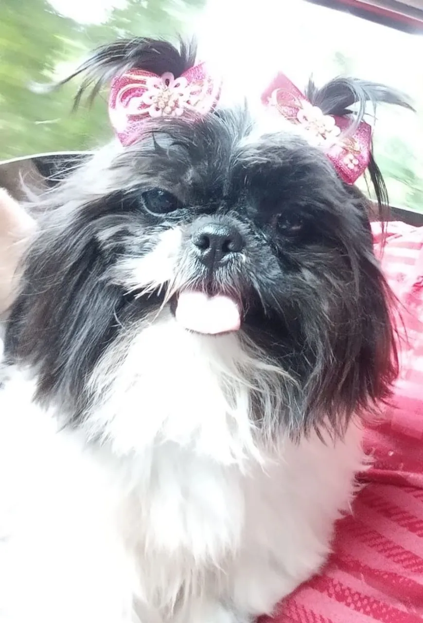Shih Tzu castrada e adestrada