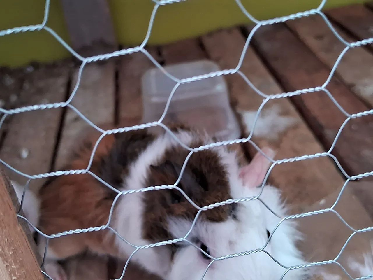 Porquinho macho - Foto 3