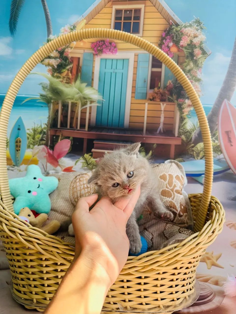 British Shorthair Lilac Macho