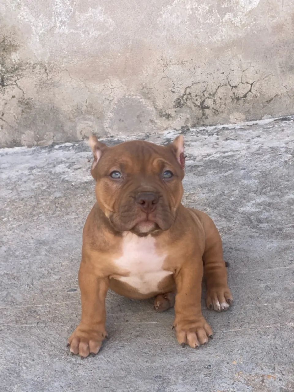Filhote macho de pit Mosnter 