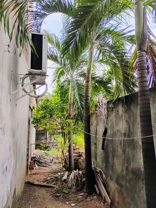 Palmeiras imperial para jardim