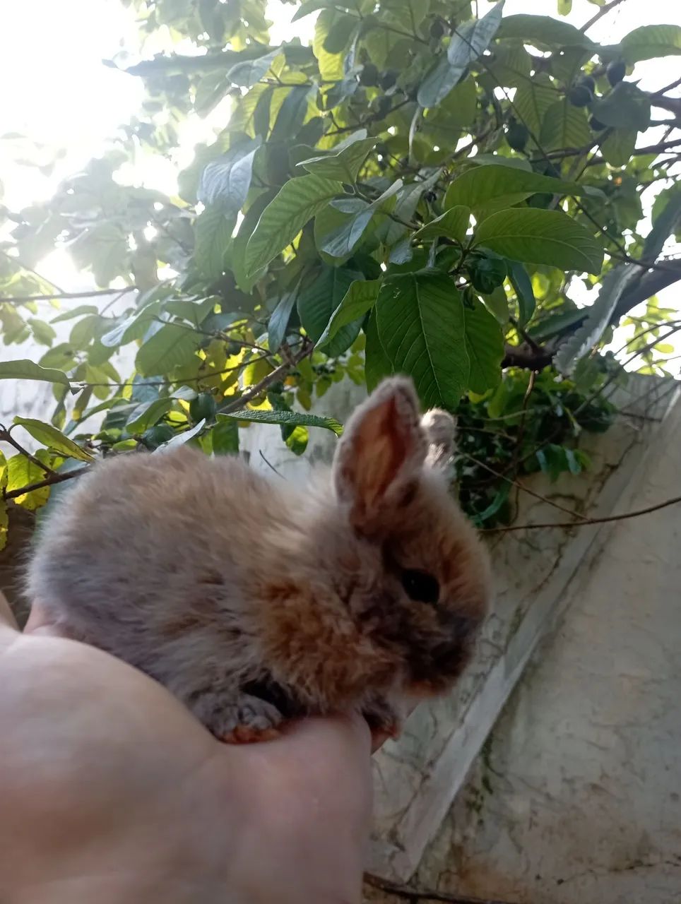 Coelhos64639700474881122