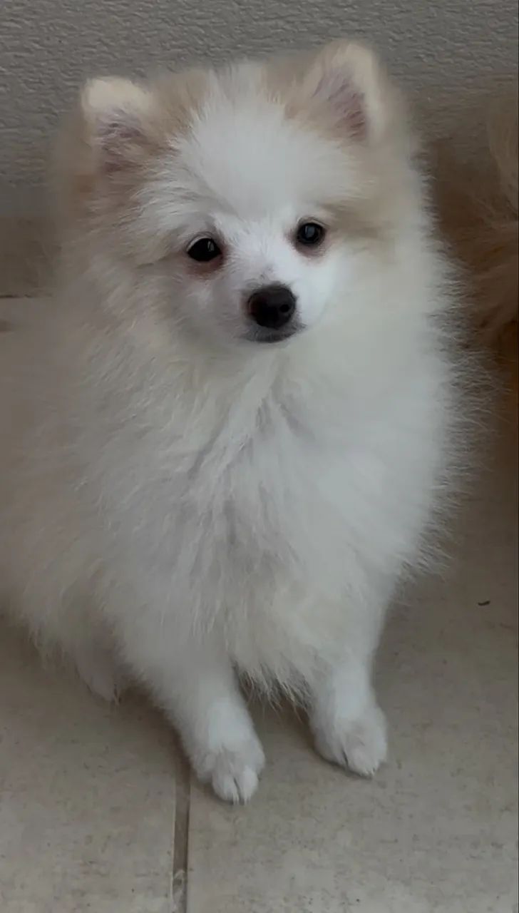 Spitz Alemão Fêmea Próxima do CIO.