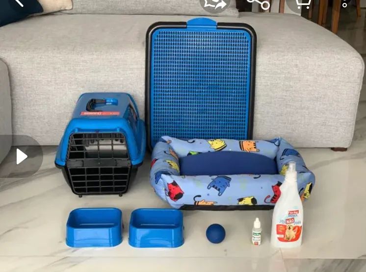 Filhote de Spitz alemão com pedigree + kit acessórios  - Foto 6